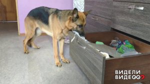 Хозяйственная овчарка. Видели видео? Фрагмент выпуска от 20.10.2019