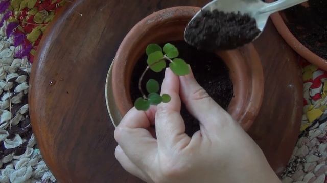 Посадка укоренённого черенка в горшок на примере мюленбекии  // Дети Алоэ // Indoor Floriculture