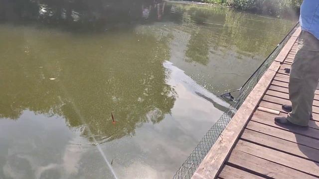 Вип - зона ,еле вытащили осетра!13.08.22 время клёва 14:30! смотреть онлайн