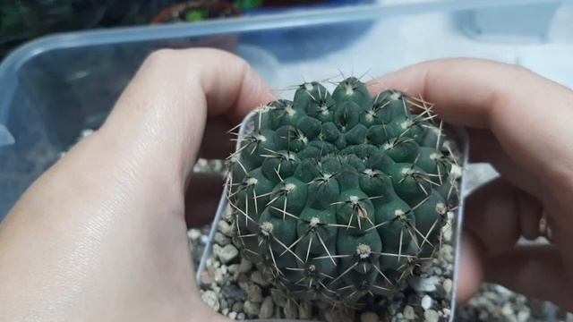 Кактусы. Пересадка. смотреть онлайн