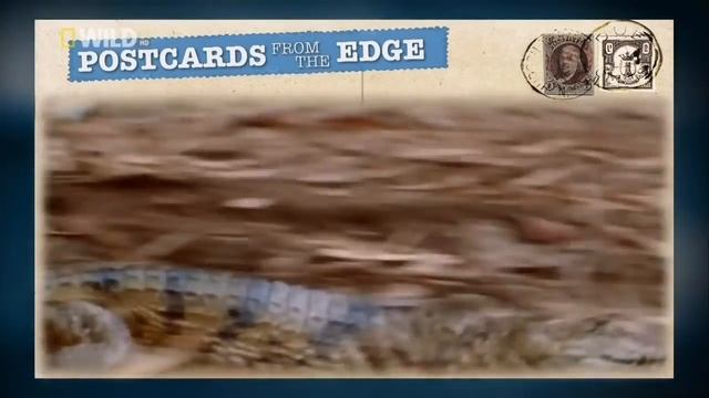 Самые странные в мире животные - На суше смотреть онлайн