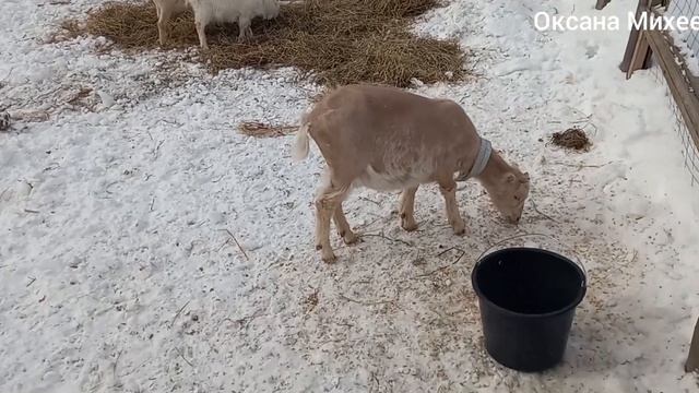 Линька козы , первая прогулка после линьки.