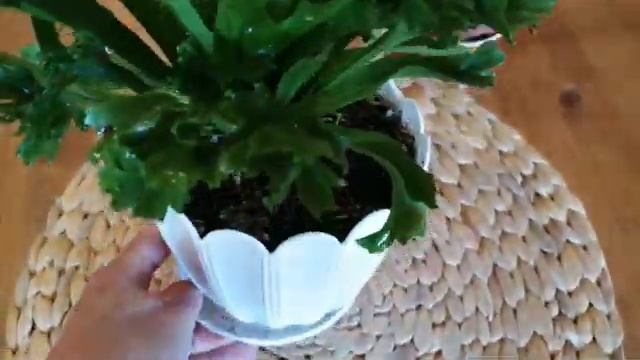 Асплениум! Лесли! Нидус! Уход! Полив! Пересадка! Грунт! смотреть онлайн