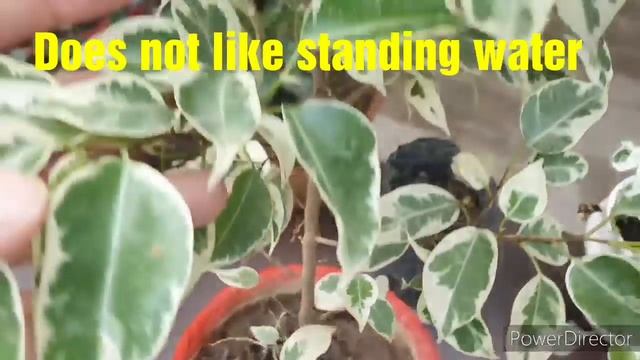 Starlight Ficus//Ornamental Perinneal plant //Secret tips to grow//Care and Propagation смотреть онлайн