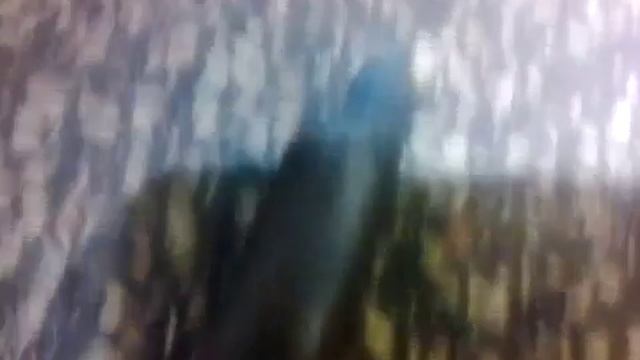 Авео лопнул шруз смотреть онлайн