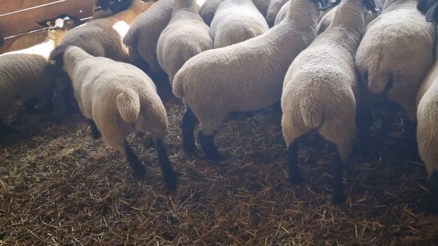 Суффолк в Сербии ??. Хозяйство Ханцко. N.1 смотреть онлайн