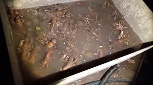 Ловля раков 2021 ночью с фонарем на раколовки! Ловлю раков в Скопинском районе.