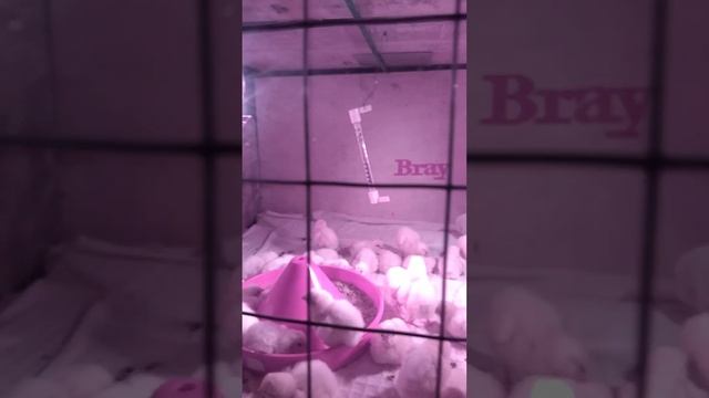 Цыплята большого кросса Кобб 700 смотреть онлайн