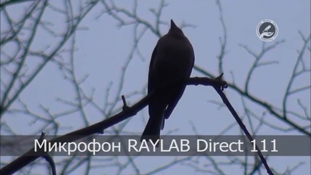 Тест микрофона RAYLAB Kino Direct-111 смотреть онлайн
