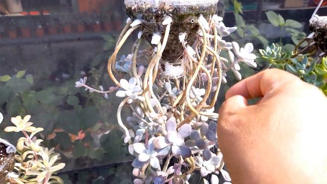 다양한 스타일의 다육이용 행잉 화분; PET 병 화분; 거꾸로 키우기 ; succulents ; suculentas ; 多肉植物 смотреть онлайн