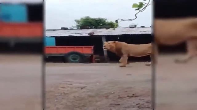 Человек и его собака держали свои позиции против дикого льва !!! смотреть онлайн