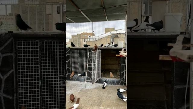 Голуби Провинции Казвин смотреть онлайн