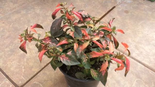 ALTERNANTHERA MULTICOLOR.. CUIDADOS !!