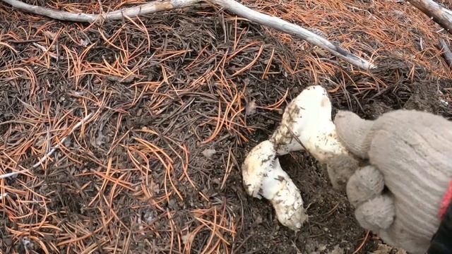 Matsutake Mushroom Harvesting in the Cascade Mountains смотреть онлайн