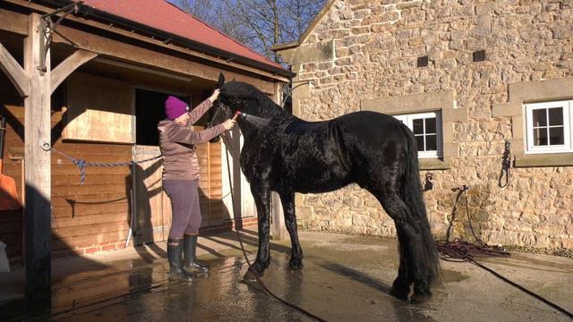It takes a long time to wash & dry Apollo he has a very thick coat Our return from Appleton Le Moor смотреть онлайн