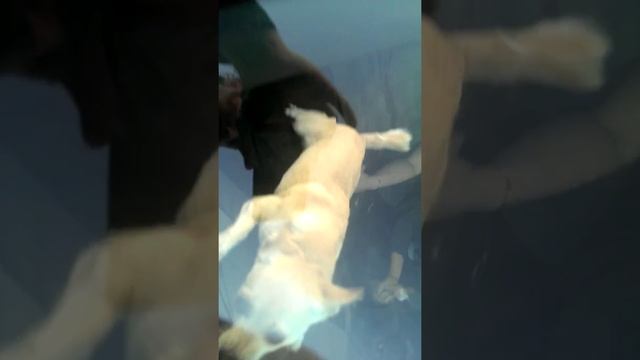 Моли кусает лобовое стекло смотреть онлайн