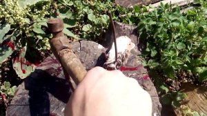 Как удобнее забить домашнюю птицу.