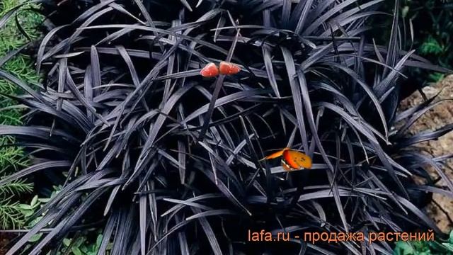 Офиопогон плоскострелый Нигер ? офиопогон Нигер обзор: как сажать рассада офиопогона Нигер