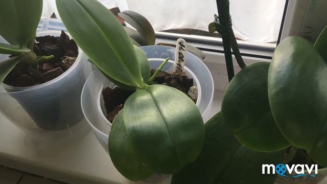 Орхидеи Манхеттен , Биг Лип ...обзор южного окна. смотреть онлайн