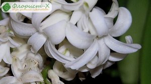 Уход за гиацинтом осенью, весной и летом; зимовка гиацинтов, цветение и хранение