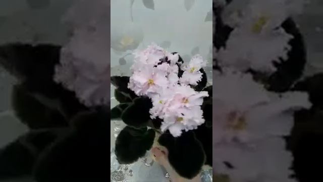Фиалка ПТ-Леди Гамильтон смотреть онлайн