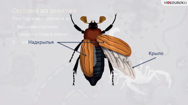 14. Сравн. хар-ка класс. типа Членист-гие Рак-е, Паук-е, Нас-е смотреть онлайн