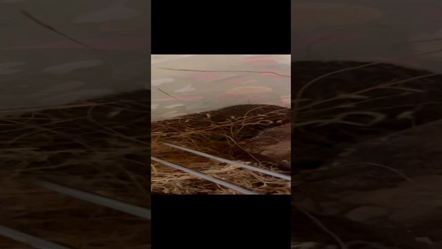 Сколопендраааааа🤣🤣🤣🤣🤣