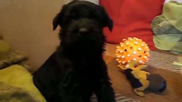 ЩЕНКИ КОБЕЛИ 32 ДНЯ ИГРЫ 2.AVI смотреть онлайн