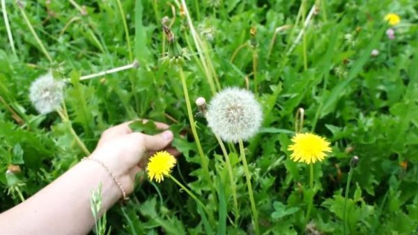 Dandelion: Identification, Uses, Folklore & Edible Flowers: Taraxacum officinale