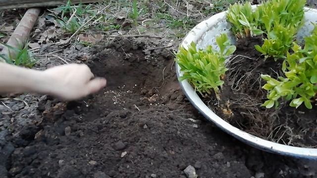 ФЛОКСЫ ВЕСНОЙ. РАЗМНОЖЕНИЕ И ПОСАДКА ФЛОКСОВ.