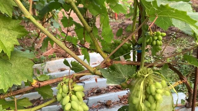 Вопрос знатокам:А надо ли?? смотреть онлайн