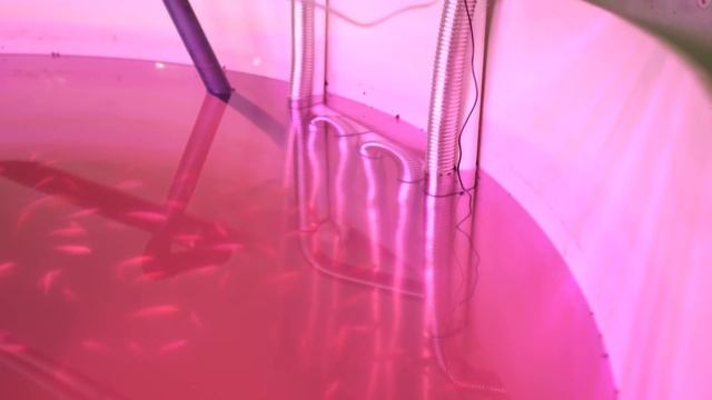 Тиляпия - Часть 2 смотреть онлайн