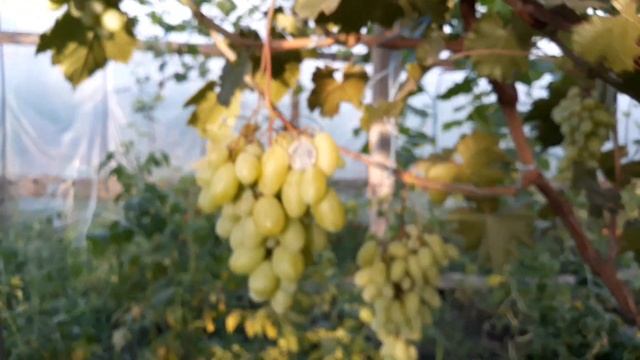 Виноград Маяк Калугина В.М 17.07.2021 смотреть онлайн