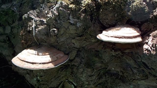 Ganoderma applanatum releases fungal spores. Waterworks Disc Golf course St. Thomas Ontario, Canada смотреть онлайн