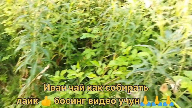 как правильно собирать иван-чай, что это иван-чай #иванчай смотреть онлайн