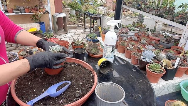 Trasplantando suculentas y cactus 🌵 💕 de colección Bienvenidos 🤗 смотреть онлайн