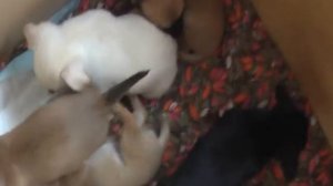 Дети и щенки Чихуахуа в домике! Щенки играются дерутся! Самая умная и уникальная порода в мире!