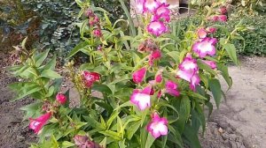 Пенстемон - редкий многолетник