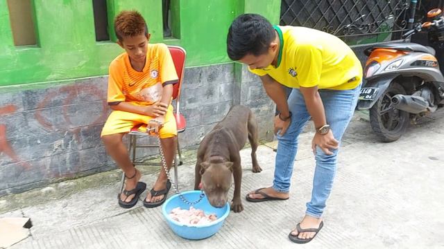 Makanan anjing pitbull - Pitbull Makan Ayam 5 kg смотреть онлайн