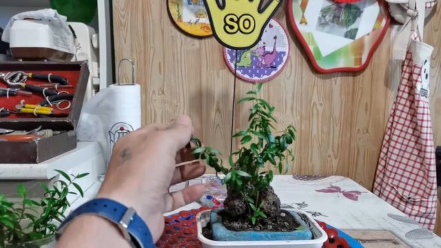 Обрезка бонсай маме из мирта. Pruning mame myrtle bonsai смотреть онлайн