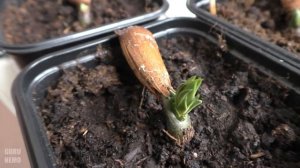 Араукария чилийская из семян ( araucaria araucana ).