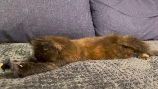 Moana Paw Winner Кошечка породы Мейн-кун окрас черепаховый. смотреть онлайн