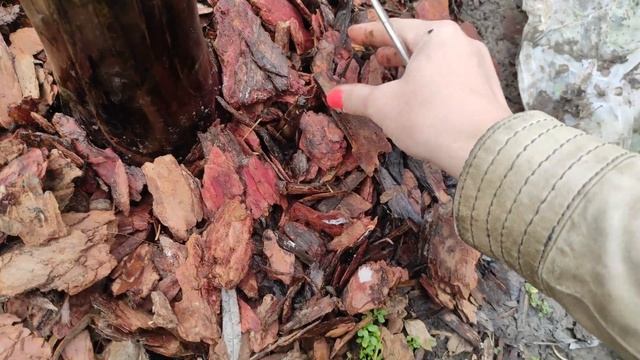 ОБЗОР САДА Как зимует банан? Открываю банан после зимы! смотреть онлайн