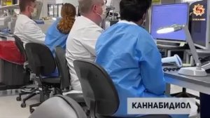 Конопляное масло делает чудеса!