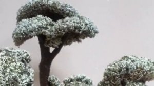 живое дерево цетрария