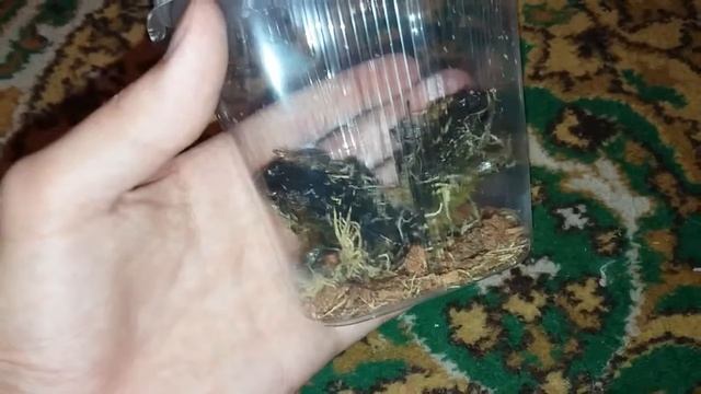 Кормовые лягушки (где купить, сколько стоят) смотреть онлайн