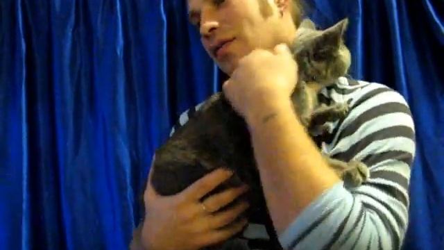 Скоттиш-фолд-страйт на выставке кошек PCA смотреть онлайн