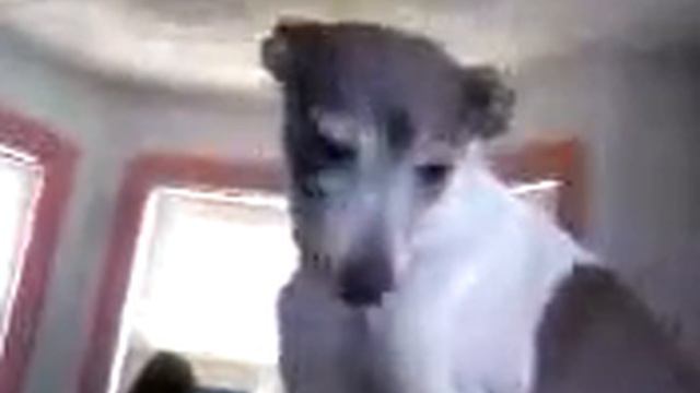 Sage, Teh Cute Hound смотреть онлайн