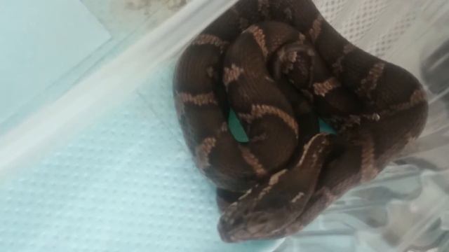 Выводок амурские полоза,мальчики и девочки.