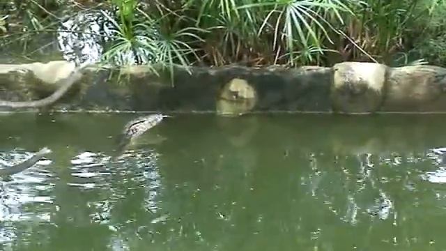 о. Бали, варан. Bali, varan. Смешные и забавные животные. Приколы про животных. смотреть онлайн